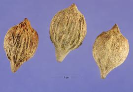   Fruits:   Coccoloba uvifera ; Photo by S. Hurst, USDA-NRCS Plants Database
